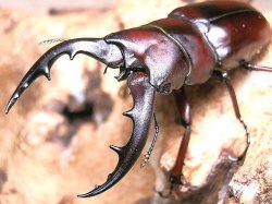 画像1: ★セール！オキナワノコギリクワガタ／幼虫４頭セット★