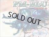 ★２０２４今期最高！ＰＭ-ＢＬＵ血統！ニジイロ／幼虫４頭セット★ 