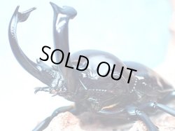 画像1: ★セール！太い！ダークブルー！ニジイロクワガタ♂５４mm単品★