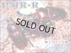 画像1: ★セール！今期最高種親ＰＭＲ-Ｒ血統！ニジイロクワガタ／幼虫４頭セット★