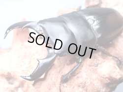 画像1: ★アマミヒラタクワガタ♂６４mmペア★