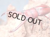 ★貴重！アルナーチャル産P,ラテロタルスス♂４０mmペア★