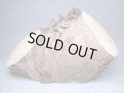 画像1: ★セール！送料込み！徳島県産：良質エノキ天然カワラ材／特大２★