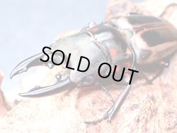 画像1: ★セール！ルソン産Ｐ,ゼブラ♂５４mmペア★