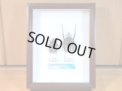 画像1: ★セール！標本箱付！Ｇ,サザナミ♂６１mmペア標本★