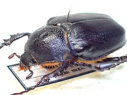 画像1: ★セール！トルコヒメテナガコガネ♀３１mm標本★