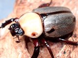 ★セール！ヨツボシヒナカブト♂２８mmペア★