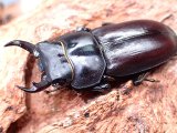 ★貴重！アマミコクワ♂３４mmペア★