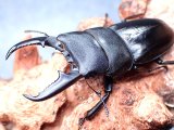 ★セール！南紀大島産ヒラタクワガタ♂６０mmペア★