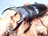 ★セール！与那国島産サキシマヒラタクワガタ♂６３mmペア★