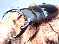 画像1: ★セール！与那国島産サキシマヒラタクワガタ♂６３mmペア★