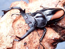 画像1: ★セール！ベトナム産ボレイアウシカクワガタ／幼虫４頭セット★