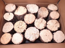 画像1: ★セール！シカ，フタマタ用／産卵材１ケース：１７本入り★