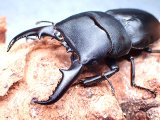 ★屋久島産ヒラタクワガタ♂６５mmペア★