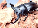 ★中国シカクワガタ♂４４mmペア★