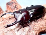 ★貴重！アルナーチャル産D,フルボノタトゥス：黒化型？♂３３mmペア★