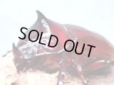 ★ケンタウルスオオカブト♂４４mm単品★