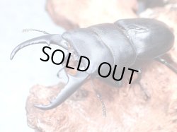 画像1: ★ＷＤ！京都産／ヒラタクワガタ♂５５mmペア★