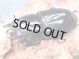 ★セール！美麗クリスタルピンクアイ！パラワンオオヒラタ♀４２mm単品★