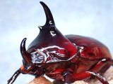 ★ケンタウルスオオカブト♂５１mm単品★