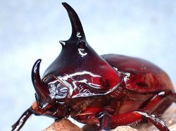 画像1: ★ケンタウルスオオカブト♂５１mm単品★