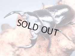 画像1: ★ネパール産Ｄ,アンタエウス♂６３mmペア★