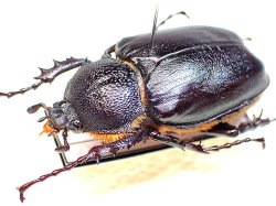 画像1: ★セール！トルコヒメテナガコガネ♀３０mm標本★