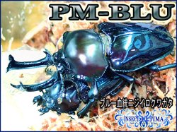 画像1: ★２０２５今期最高！ＰＭ-ＢＬＵ血統！ニジイロ／幼虫４頭セット★ 