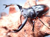 ★セール！ディディエールシカクワガタ♂５２mmペア★