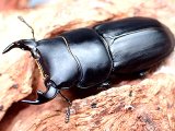 ★セール！イタリア産ムシモンオオクワガタ♂３１mmペア★