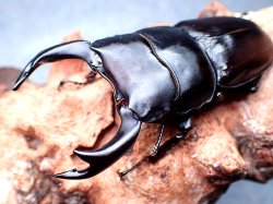 画像1: ★セール！貴重！京都産オオクワガタ♂７２mmペア★