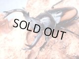 ★セール！ベトナム産ボレイアウシカクワガタ♂４８mm単品★
