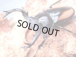 画像1: ★セール！ベトナム産ボレイアウシカクワガタ♂４８mm単品★