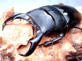 ★セール！与那国島産サキシマヒラタクワガタ♂７３mmペア★
