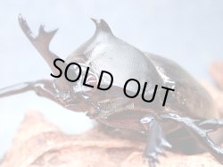 画像1: ★レッドアイ血統！クメジマカブト♂５８mm単品★