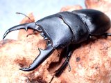 ★セール！屋久島産ヒラタクワガタ♂６４mmペア★