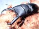 ★セール！屋久島産ヒラタクワガタ♂６４mmペア★