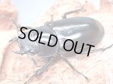 ★セール！ディディエールシカクワガタ♀３２mm単品★