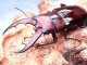  ★セール！赤系！オキナワノコギリクワガタ♂５４mmペア★