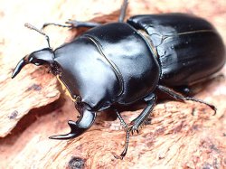 画像1: ★イタリア産ムシモンオオクワガタ♂３２mmペア★