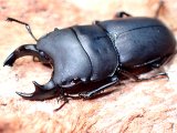 ★セール！メタドルクス／ロトゥンダトゥス♂１９mm単品★