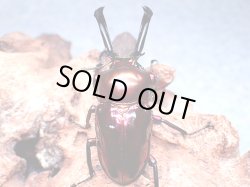 画像1: ★セール！高レベル！ＰＭＲ-Ｒ血統ニジイロ♂５７mmペア★