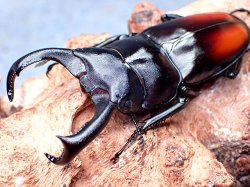 画像1: ★ＷＦ１！貴重！マキシカクワガタ♂６５mmペア★