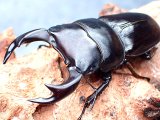 ★セール！貴重！上阿古谷産オオクワガタ♂６２mmペア★