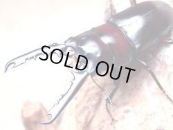 画像1: ★セール！P,ゲルツルード／幼虫４頭セット★