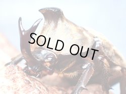 画像1: ★セール！サビイロカブト♂４０mmペア★