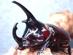 画像1: ★ケンタウルスオオカブト♂６４mm単品★