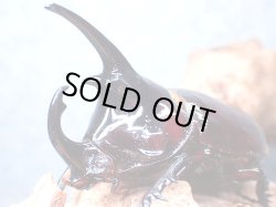 画像1: ★ケンタウルスオオカブト♂６４mm単品★