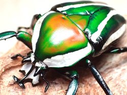 画像1: ★シロヘリオオツノカナブン／幼虫５頭セット★