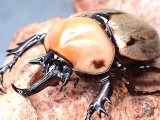 ★セール！ヨツボシヒナカブト幼虫／４頭セット★